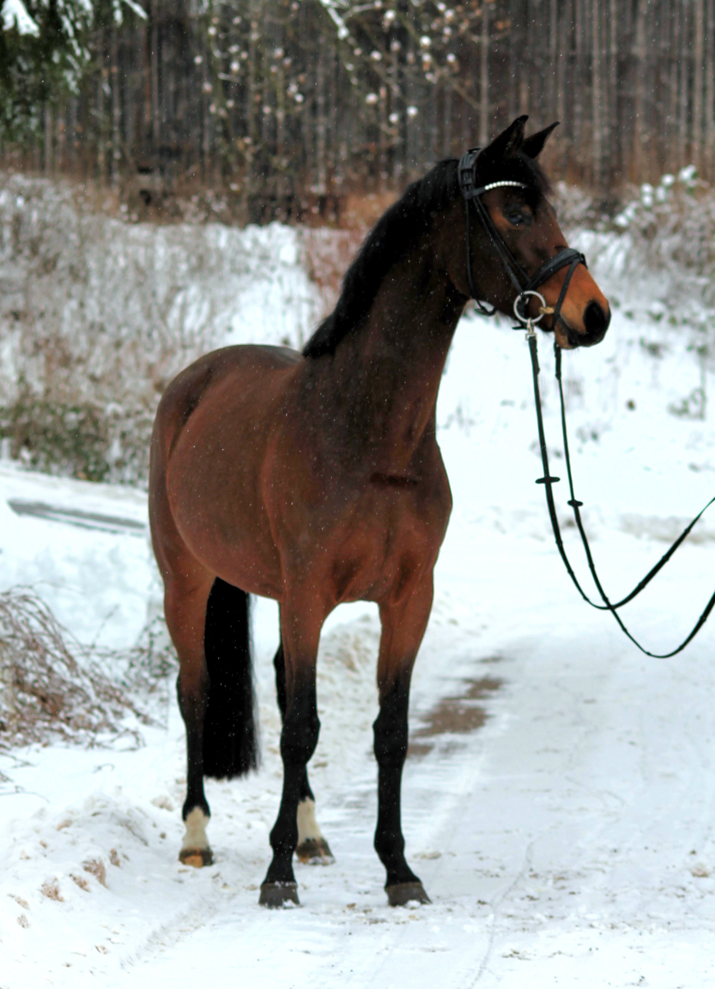 Schwalbe's Primavera v. Sch�plitzer x High Motion - Trakehner Gest�t H�melschenburg Beate Langels - Foto Johanna Kraus