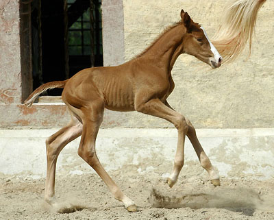 at the age of 15 hours - Trakehner Filly by Shavalou out of Elitemare Thirza by Karon