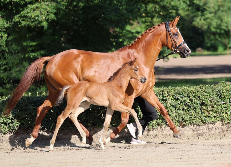Trakehner von Go Magic u.d. Pr.u.StPrSt. Klassic Motion - Foto: Beate Langels - Trakehner Gest�t H�melschenburg