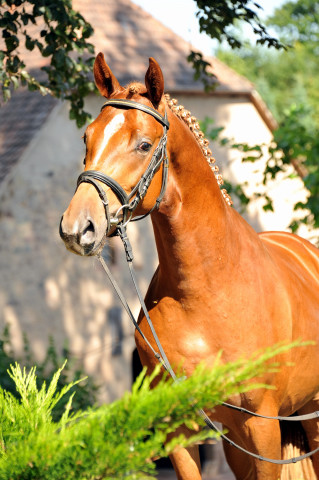 Zweij�hriger Hengst von Syriano x Uckerm�rker - Foto: Beate Langels