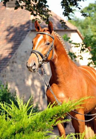 Zweij�hriger Hengst von Syriano x Uckerm�rker - Foto: Beate Langels