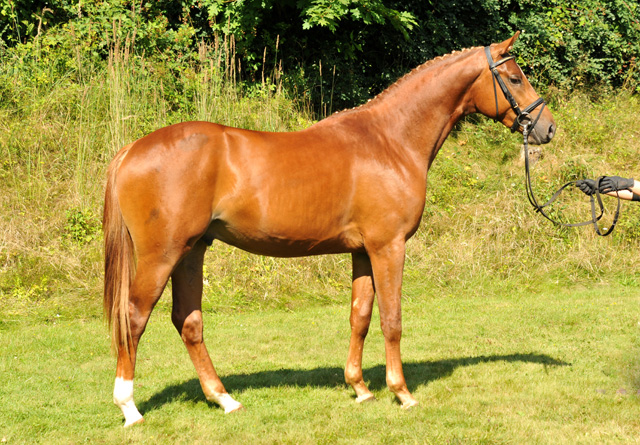 Zweij�hriger Hengst von Syriano x Uckerm�rker - Foto: Beate Langels