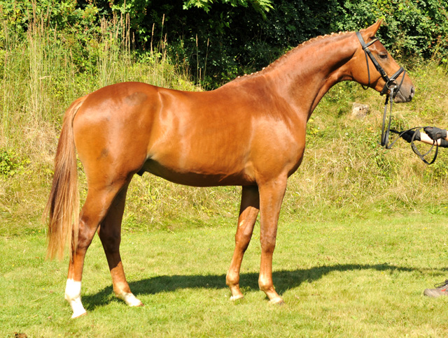 Zweij�hriger Hengst von Syriano x Uckerm�rker - Foto: Beate Langels