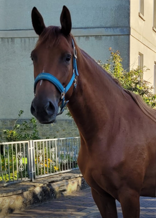 Klassic's Zauberei - 3jährig  - Foto: Privat - Trakehner Gestüt Hämelschenburg