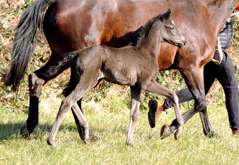 Our foals from the year 2022