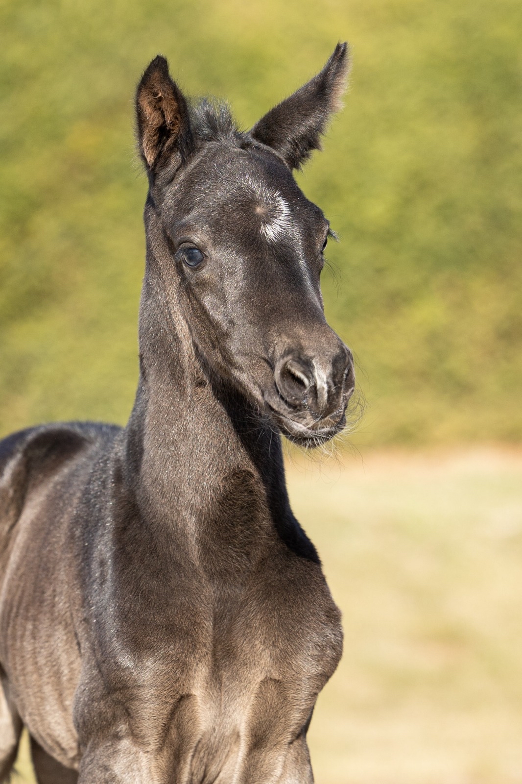Stutfohlen von Sutherland u.d. Donauwelle v. Interconti  - Z�chterin Elke S�chtig Gut Elmarshausen  - Foto: Meike D�sterwald