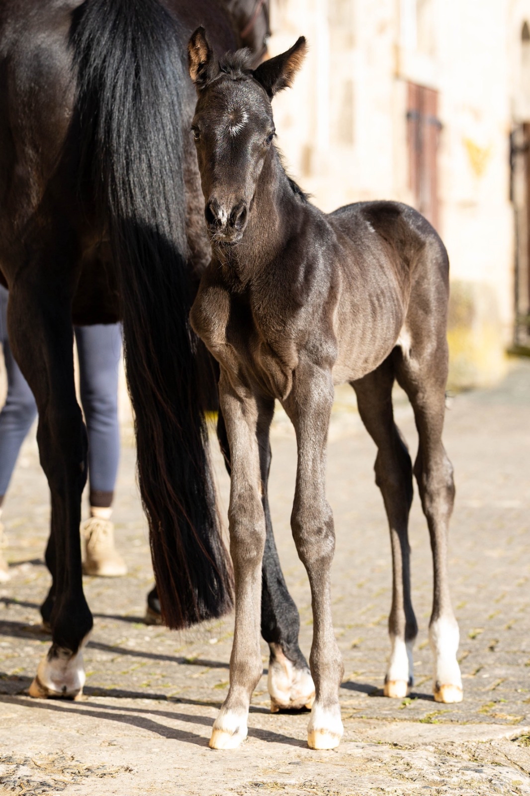 Stutfohlen von Sutherland u.d. Donauwelle - Z�chterin Elke S�chtig Gut Elmarshausen  - Foto: Meike D�sterwald