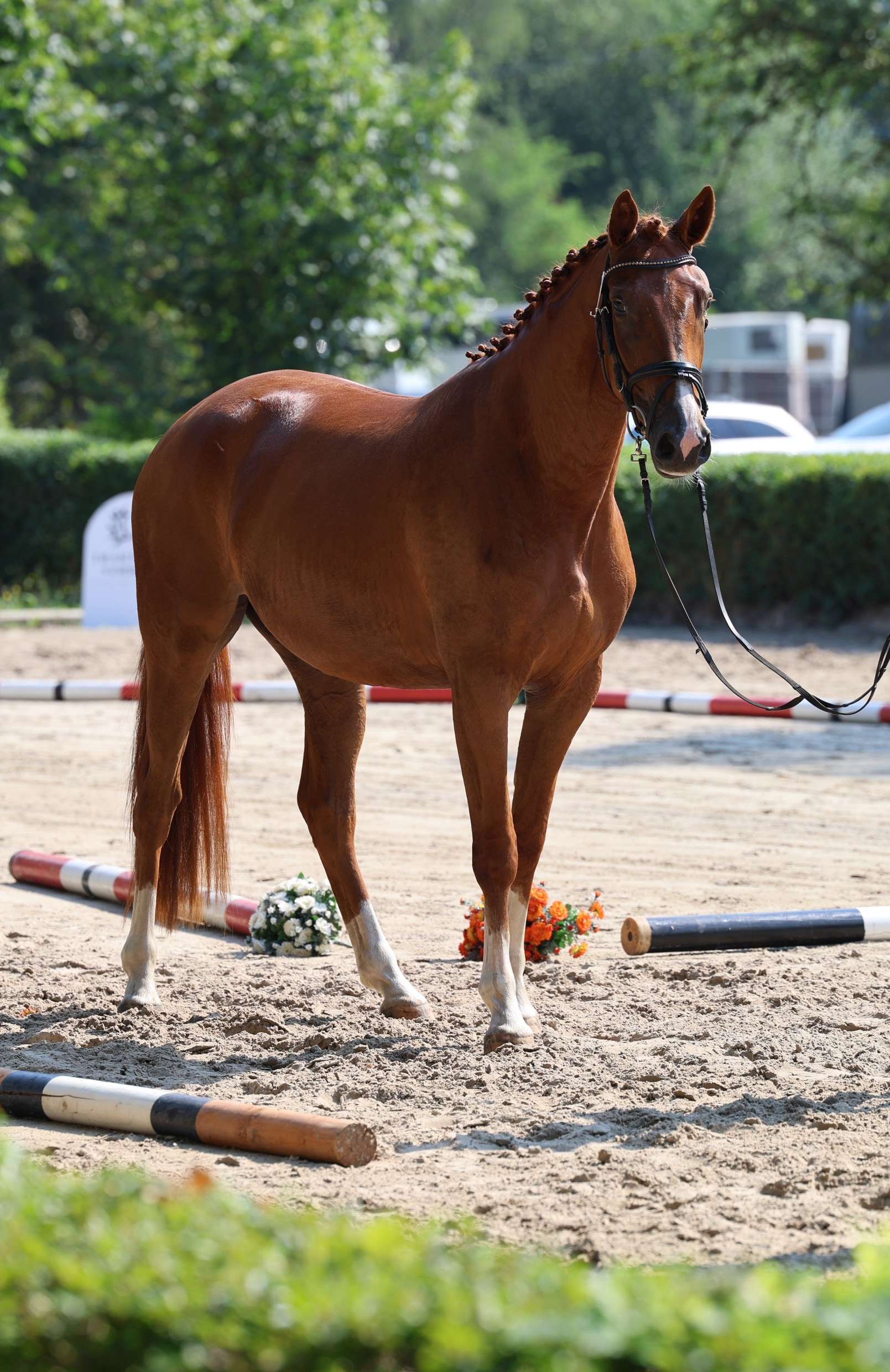 Kavalea - Pr�mienanw�rterin u. Bronze bei der ZSE in Niedersachsen 2026 - Trakehner Gest�t H�melschenburg - Foto Beate Langels