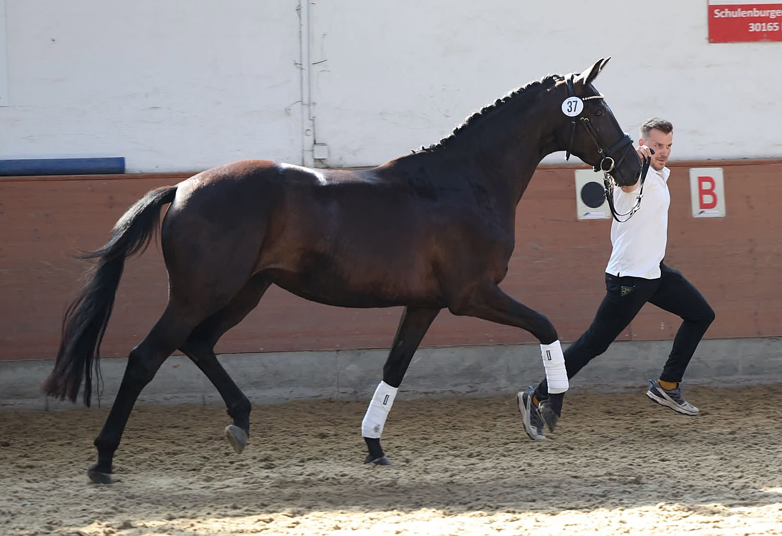 Pr�mienanw�rterin Schwalbendynastie - Trakehner Gest�t H�melschenburg - Foto Beate Langels