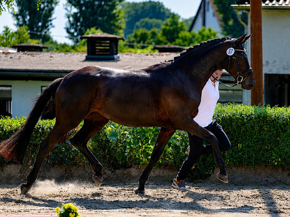 3j�hrig Schwalbendynastie bei der zentralen Stuteneintragung - Trakehner Gest�t H�melschenburg - Foto Beate Langels