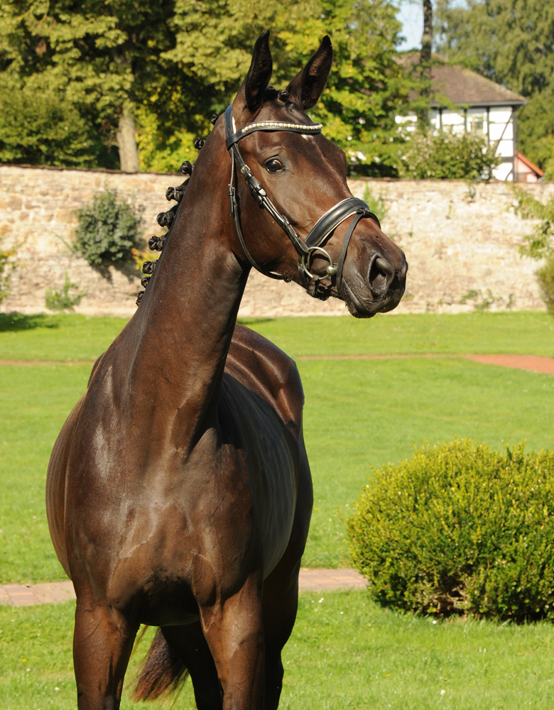 Trakehner Mare by His Moment out of Valentine by High Motion x Showmaster
 - Gestt Hmelschenburg - Beate Langels