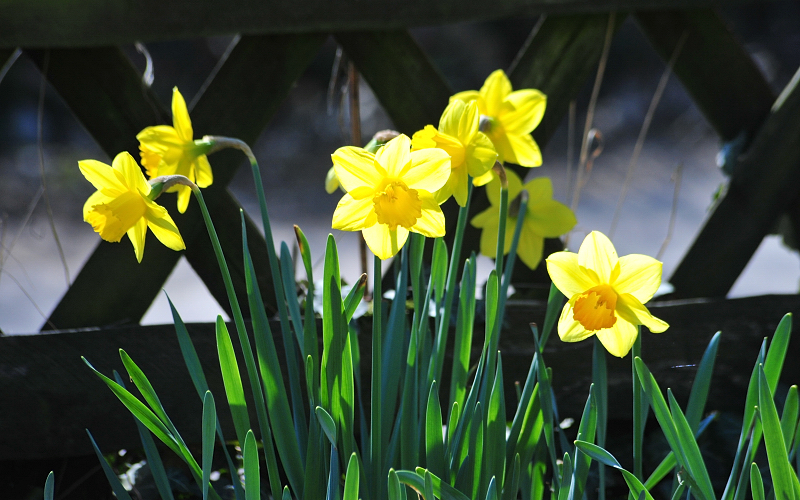 Frühling im Gestüt Hämelschenburg - Beate Langels