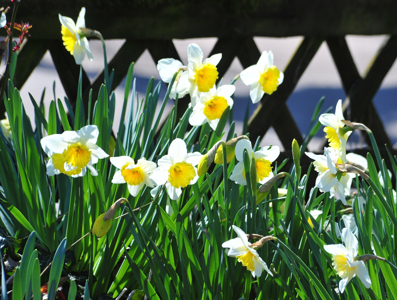 Frühling im Gestüt Hämelschenburg - Beate Langels