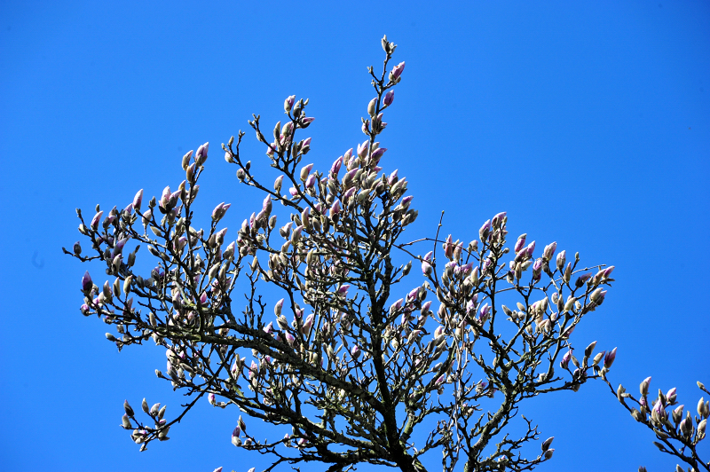 Gestüt Hämelschenburg - Beate Langels