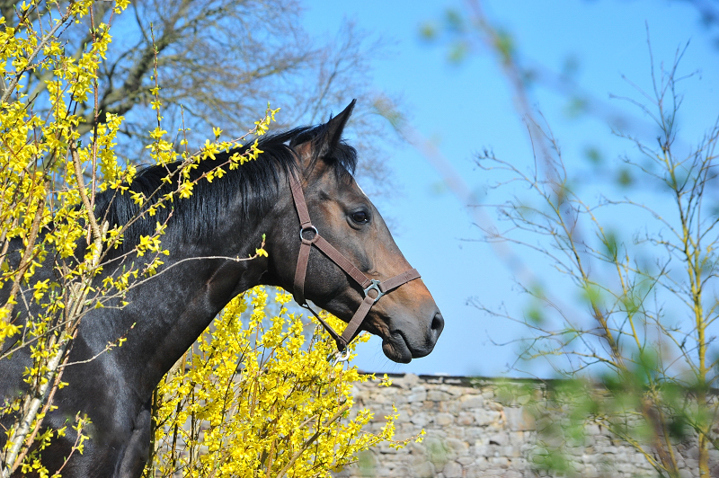 Pr.u. St.Pr.St. Gabbana v. High Motion - Alter Fritz - Gestüt Hämelschenburg - Beate Langels