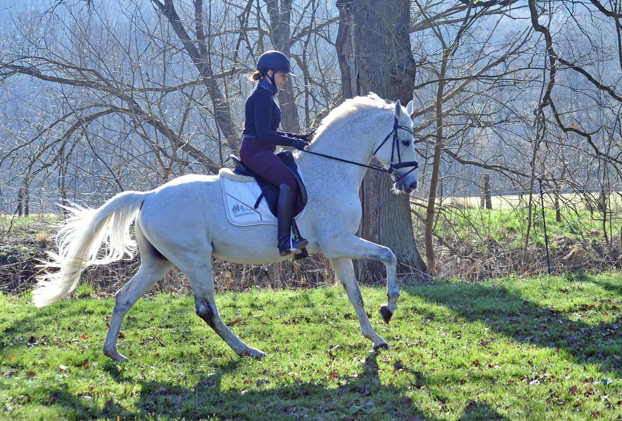 Hopkins unter dem Sattel von Georgia - Gestüt Hämelschenburg - Beate Langels