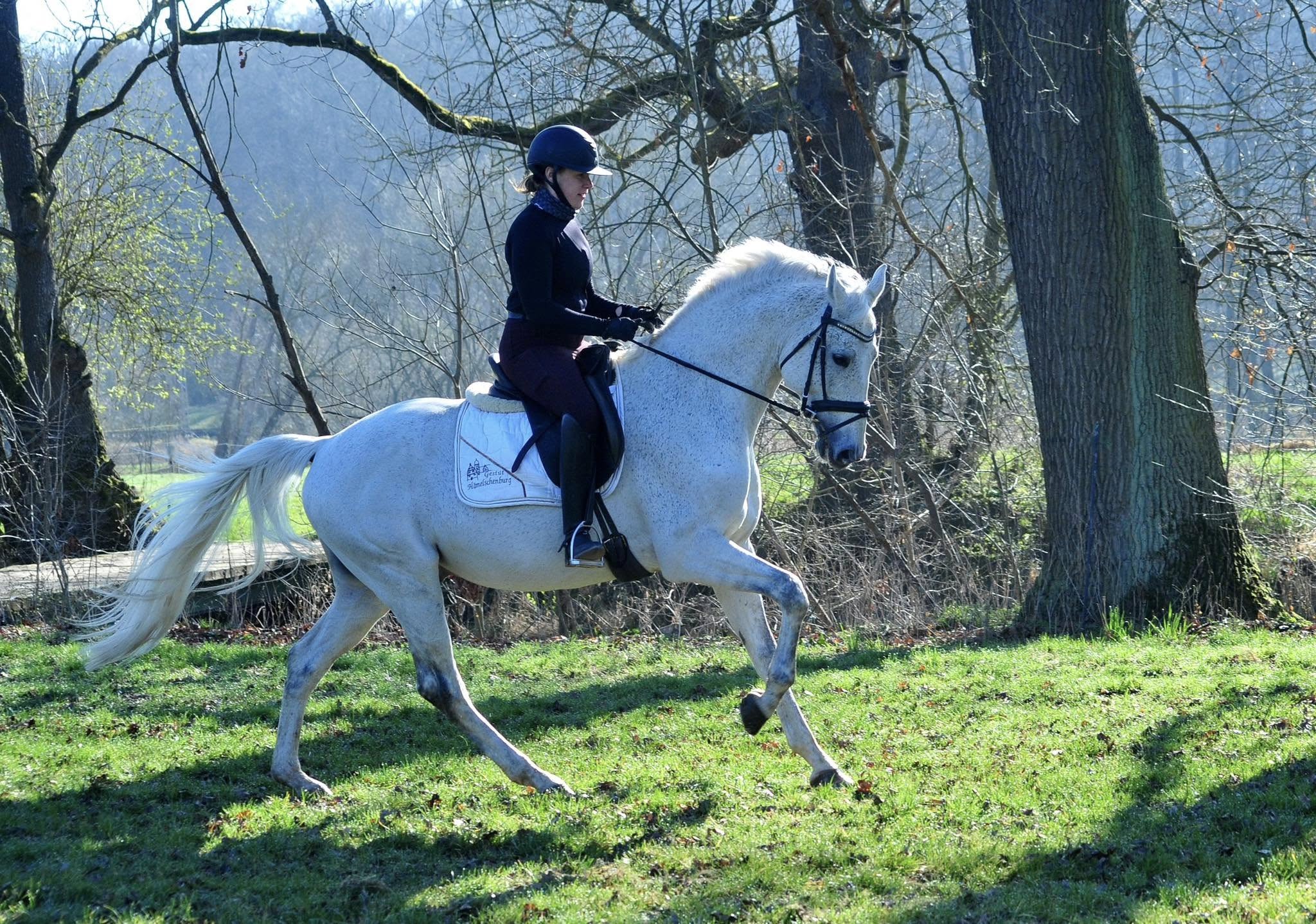 Hopkins unter dem Sattel von Georgia -  Gest�t H�melschenburg - Beate Langels