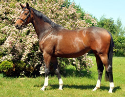 Val de Vienne v. Exclusiv - Showmaster, Foto: Beate Langels, Gest�t H�melschenburg