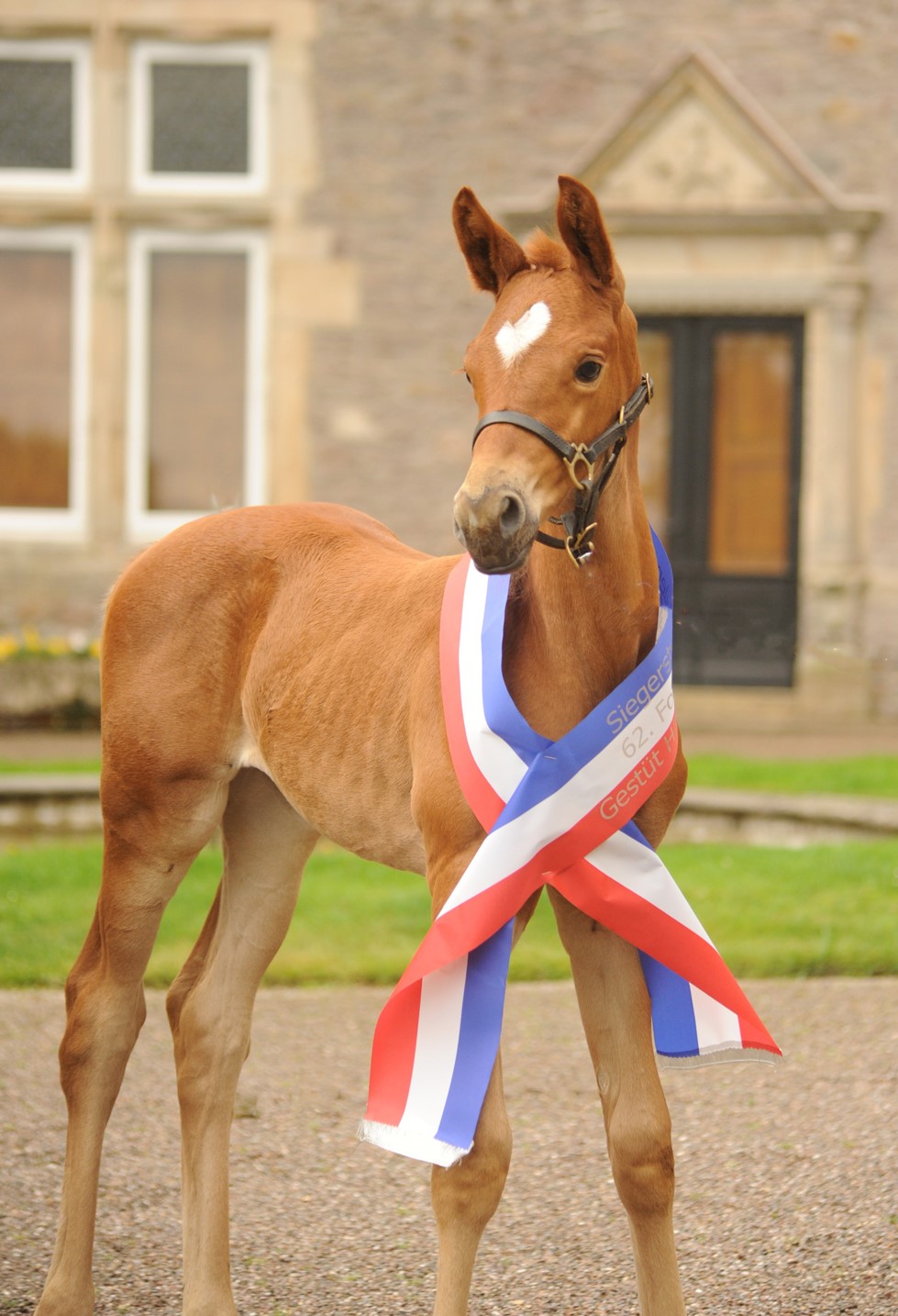 Klassic's Aurora - Stutfohlen von His Moment u.d. Pr.u.StPrSt. Klassic Motion - Foto: Beate Langels - Trakehner Gestüt Hämelschenburg
