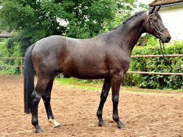 4j�hriger Wallach von Summertime u.d. Schwalbenflair v. Exclusiv