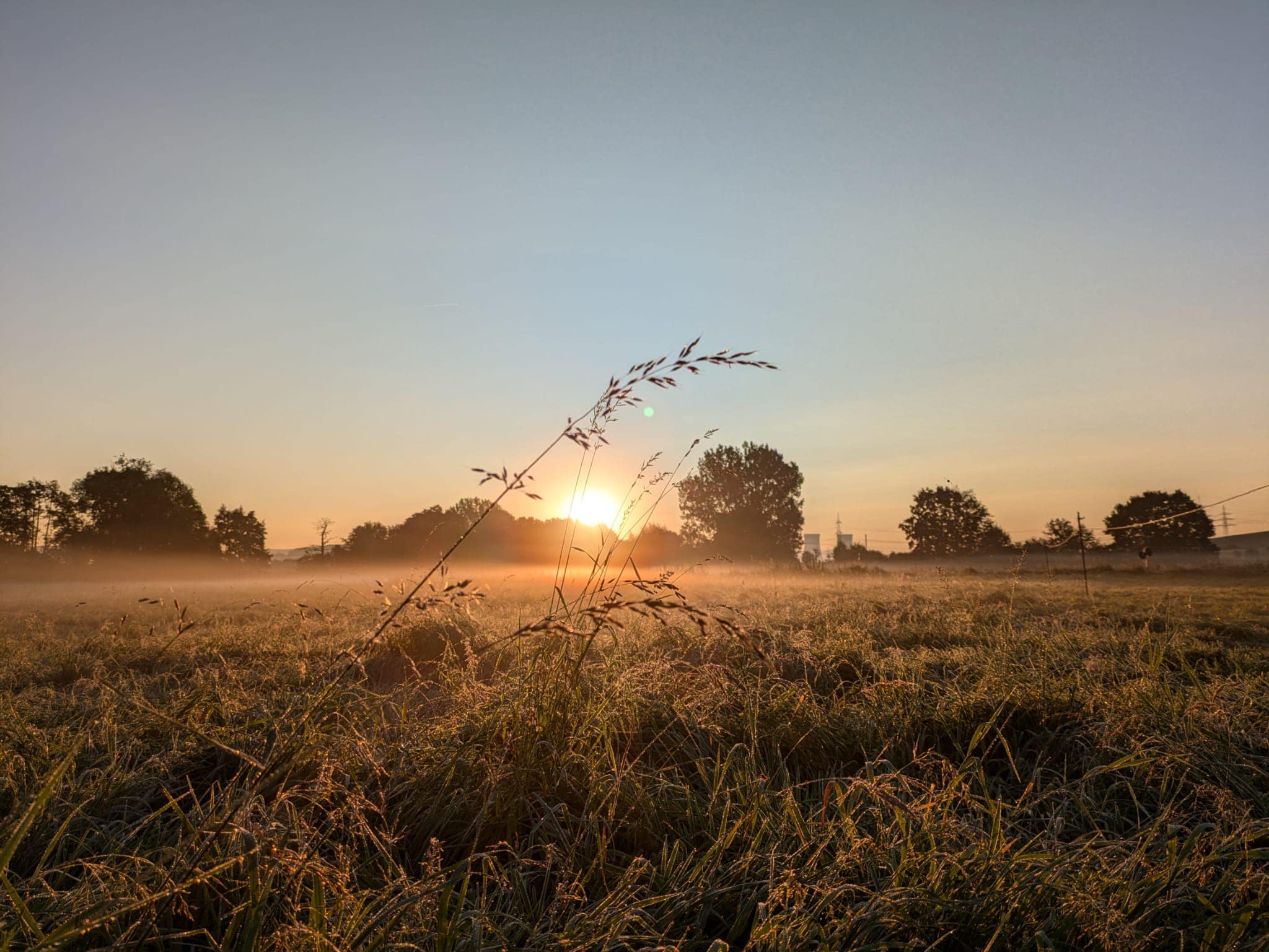  - Foto Sabine Beyer - Trakehner Gest�t H�melschenburg