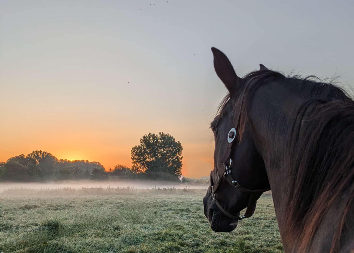  - Foto Sabine Beyer - Trakehner Gest�t H�melschenburg
