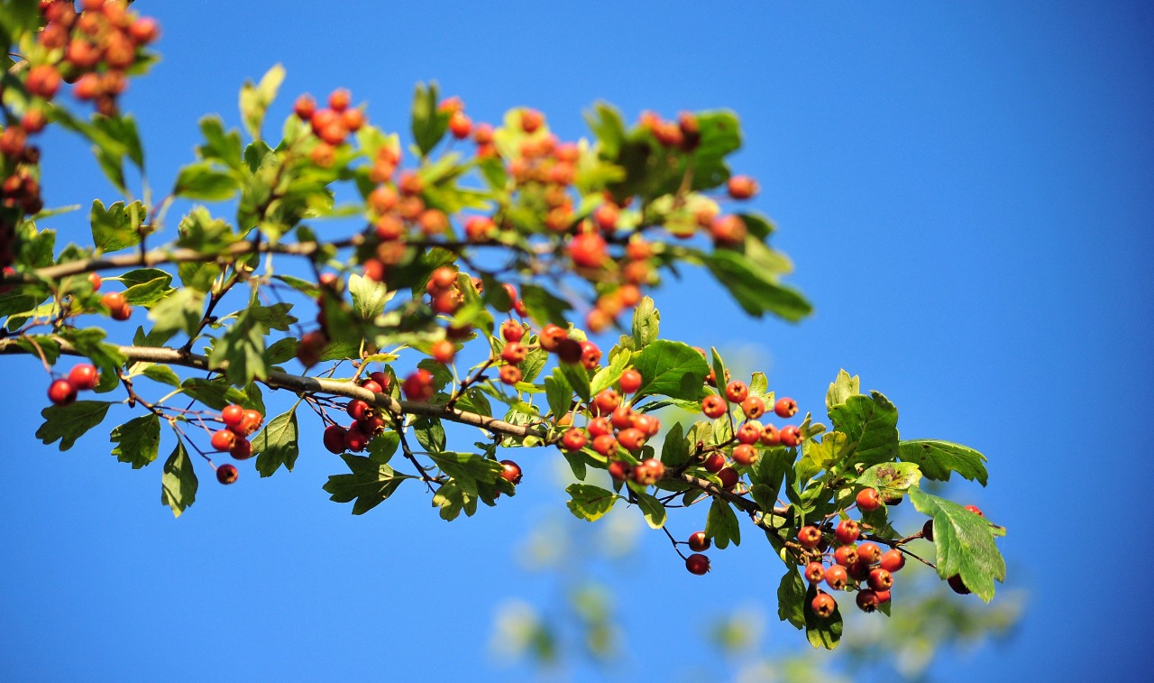  - Foto Beate Langels - Trakehner Gest�t H�melschenburg