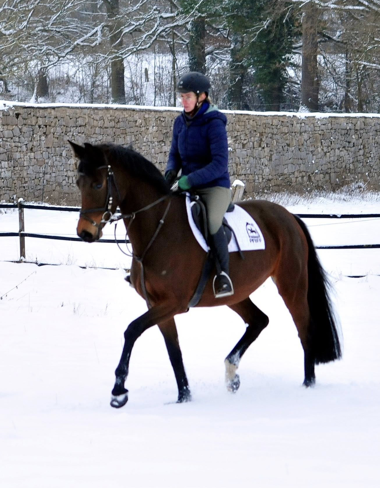 Stute v. Sch�pitzer u.d. Pr.St. Schwalbe's Beauty v. High Motion - Foto: Beate Langels