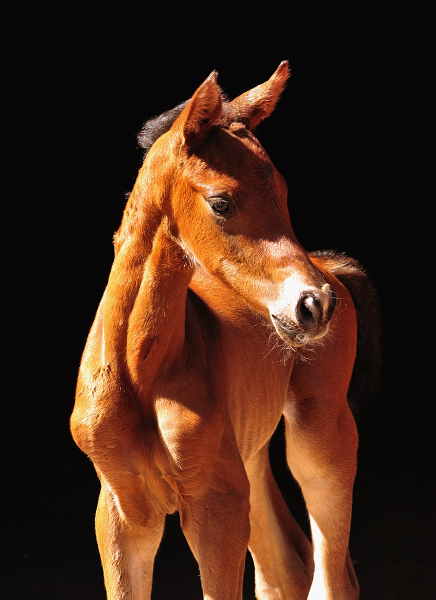 Bay Trakehner Colt by Glücksruf I our of Pr.St. Val d'Amour by Tantalos - High Motion  - Gestüt Hämelschenburg - Beate Langels