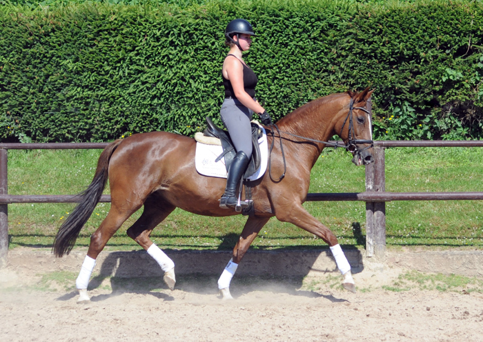 Elea und unsere Pr�mien- u. Staatspr�mienstute Kavalou v. Shavalou - Trakehner Gest�t H�melschenburg - Foto: Langels