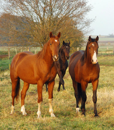 2j�hriger Fuchshengst von Fiedertanz x Kostolany - Foto: Richard Langels