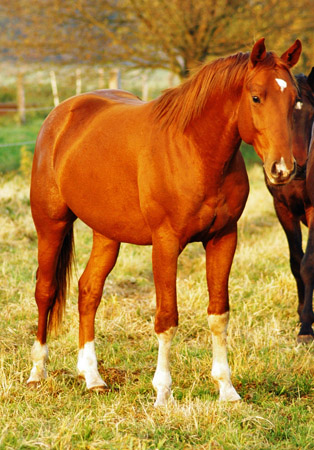 2j�hriger Fuchshengst von Fiedertanz x Kostolany - Foto: Richard Langels