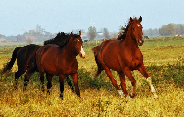 2j�hriger Fuchshengst von Fiedertanz x Kostolany - Foto: Richard Langels