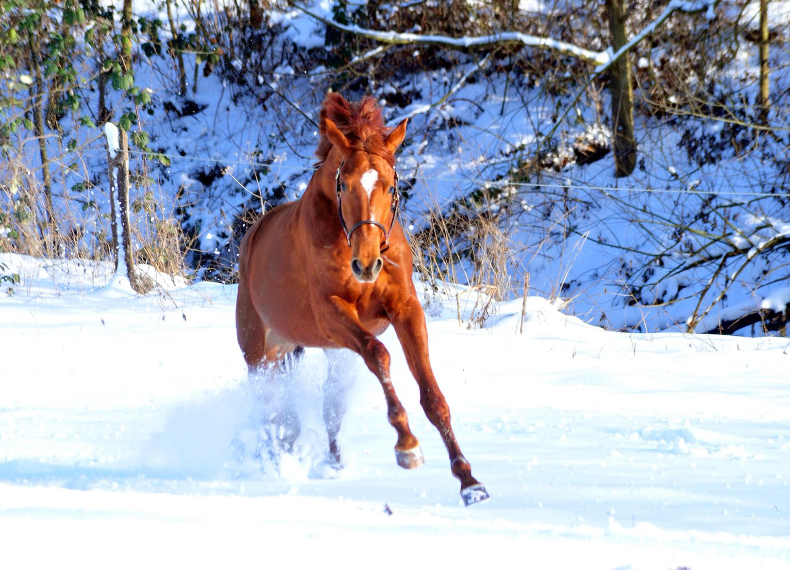 Verhoeven v. Schäplitzer x High Motion - Foto: Beate Langels