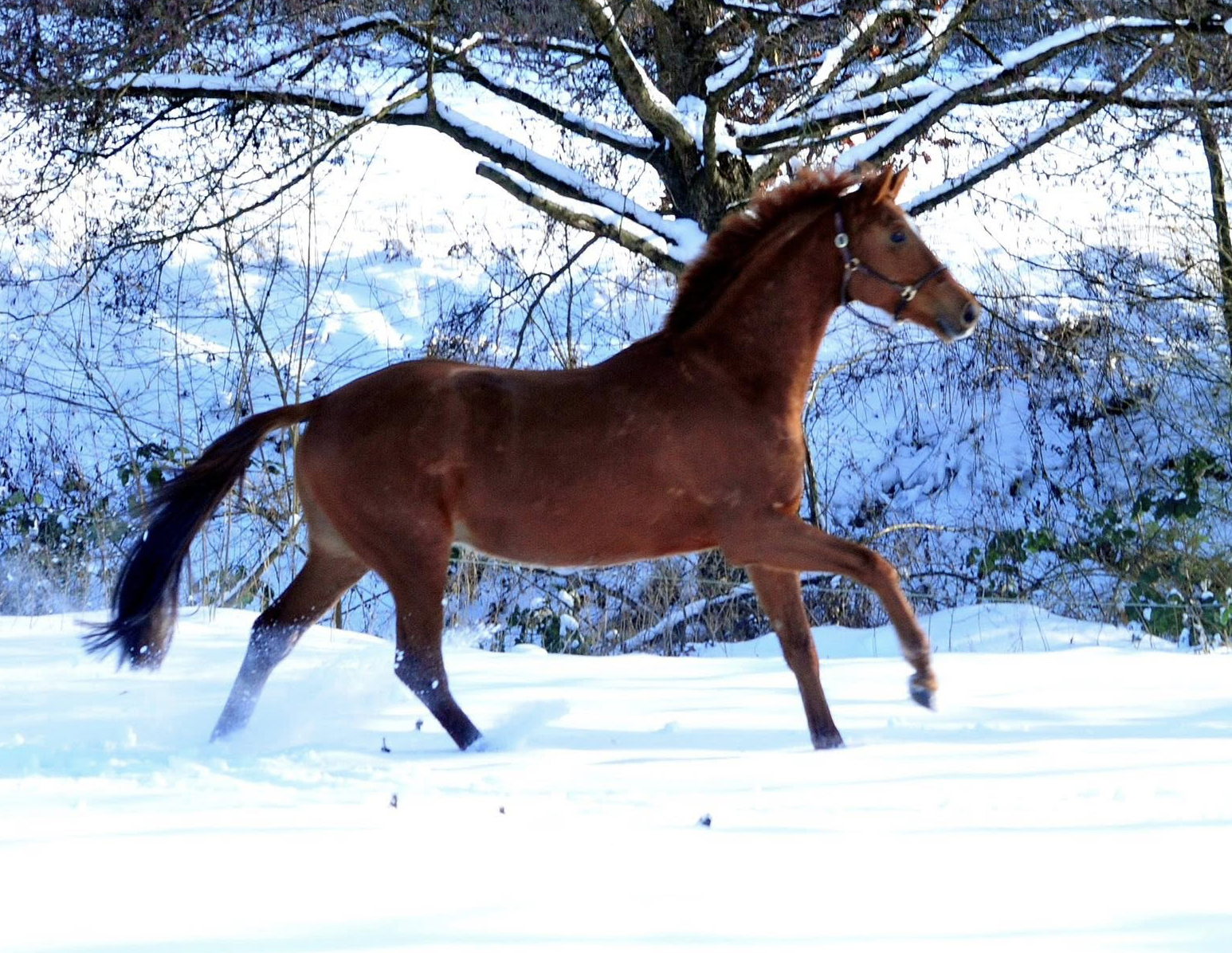 Verhoeven v. Sch�plitzer x High Motion - Foto: Beate Langels