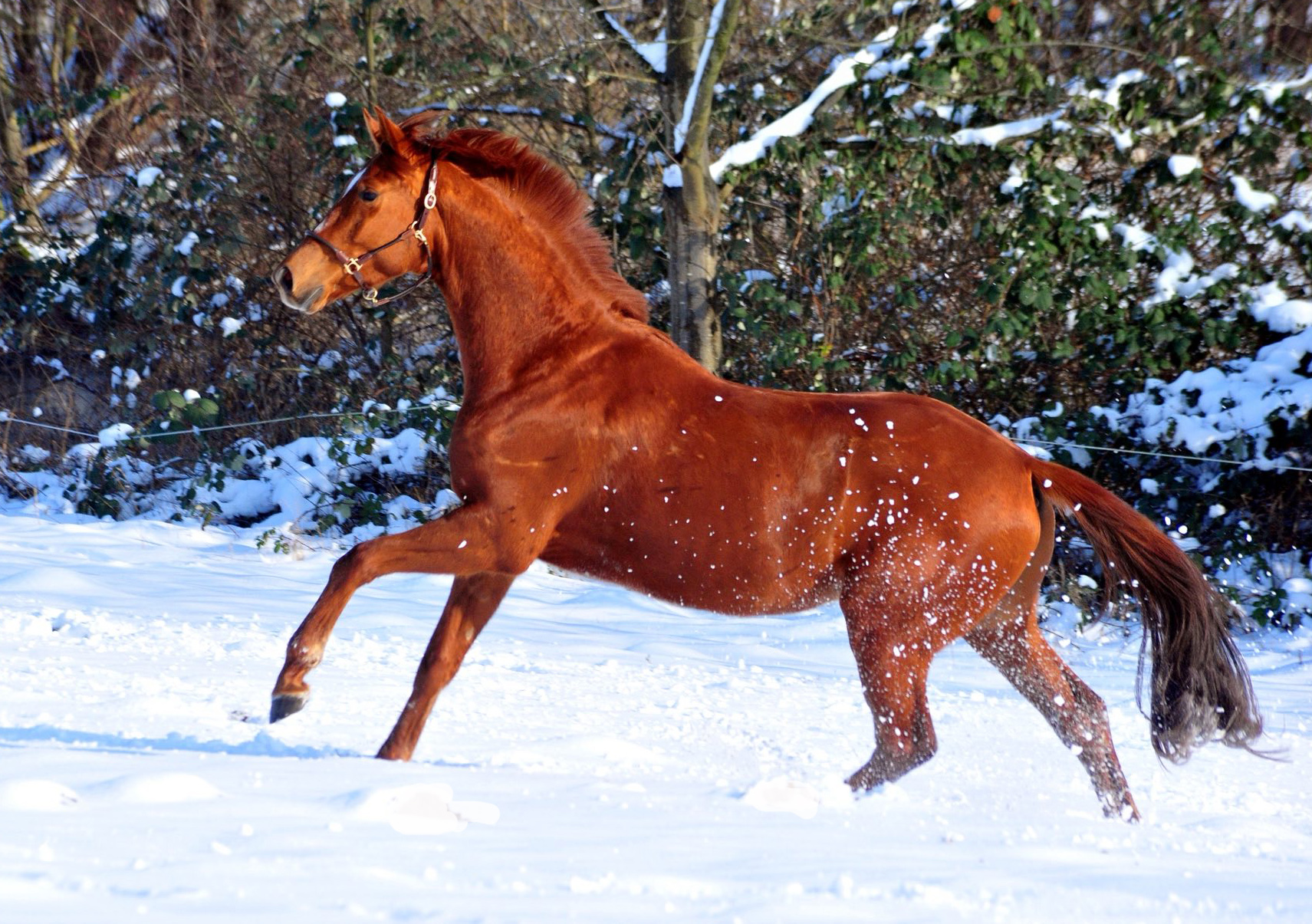 Verhoeven v. Schäplitzer x High Motion - Foto: Beate Langels