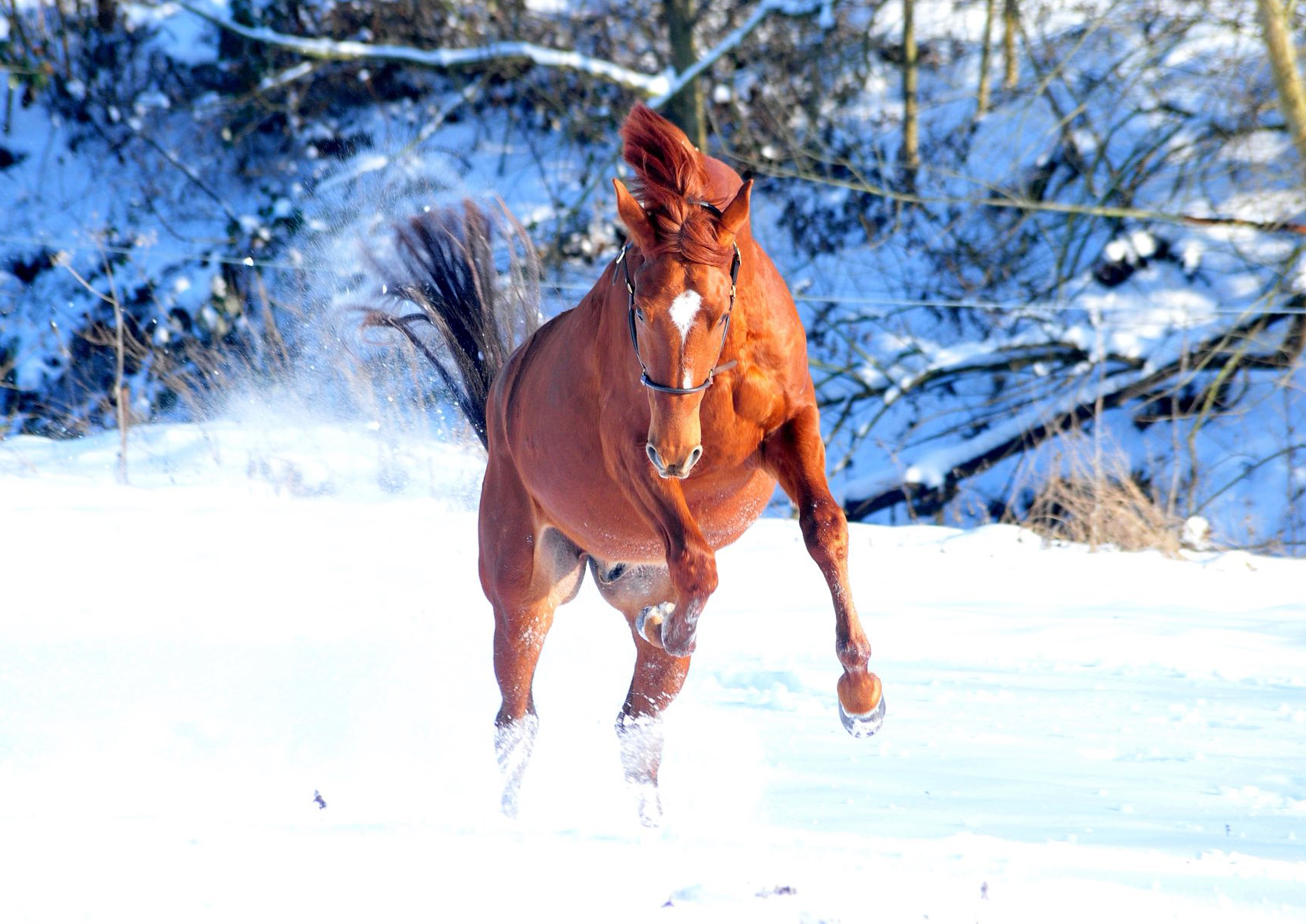 Verhoeven v. Schäplitzer x High Motion - Foto: Beate Langels