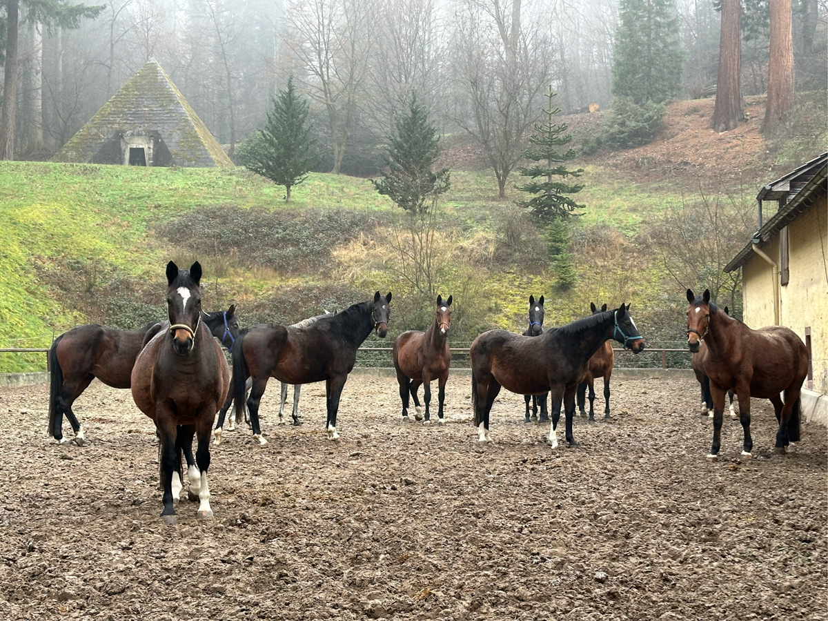 Unsere tragenden Stuten - Beate Langels  Gest�t H�melschenburg