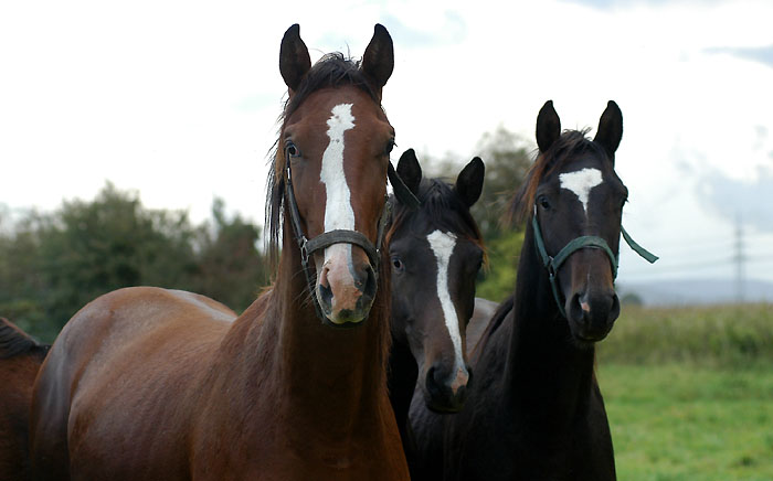 One year old colts by Shavalou, Kostolany and Freudenfest - Trakehner Gestt Hmelschenburg