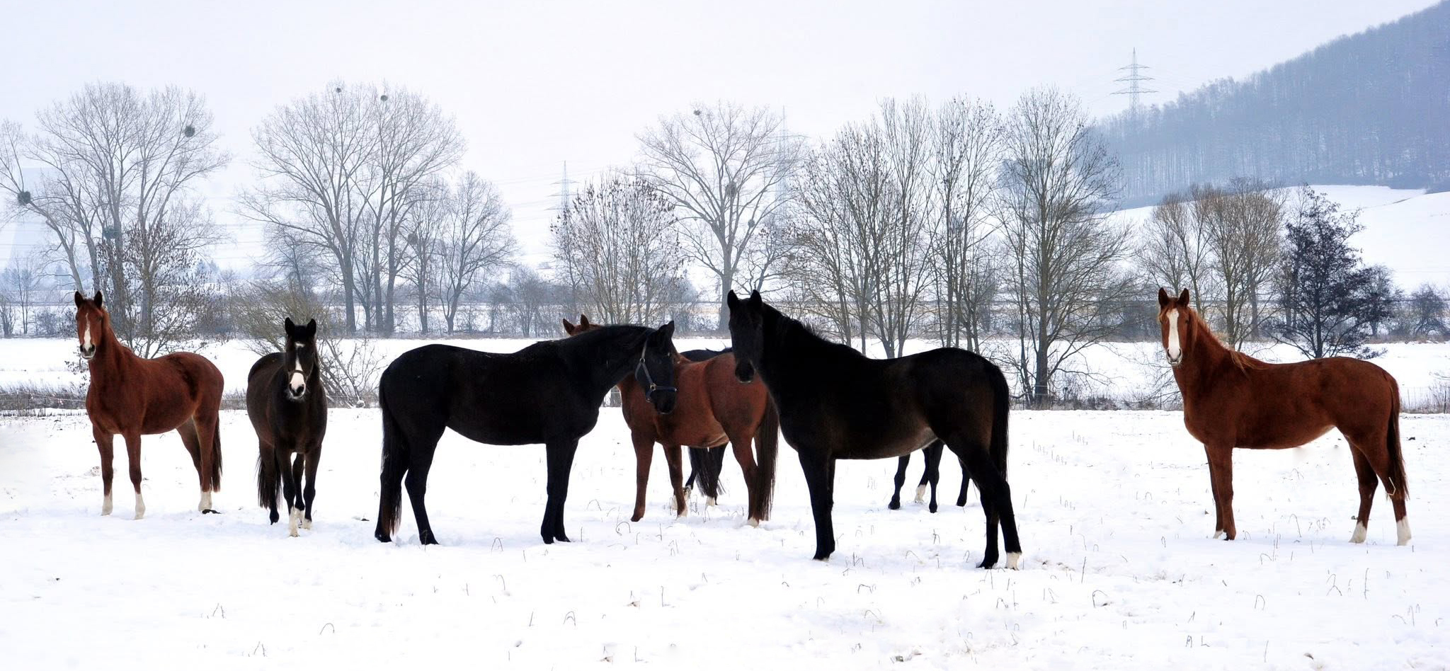 Unsere jungen Stuten auf der Feldweide 31.01.2026 - Foto: Beate Langels