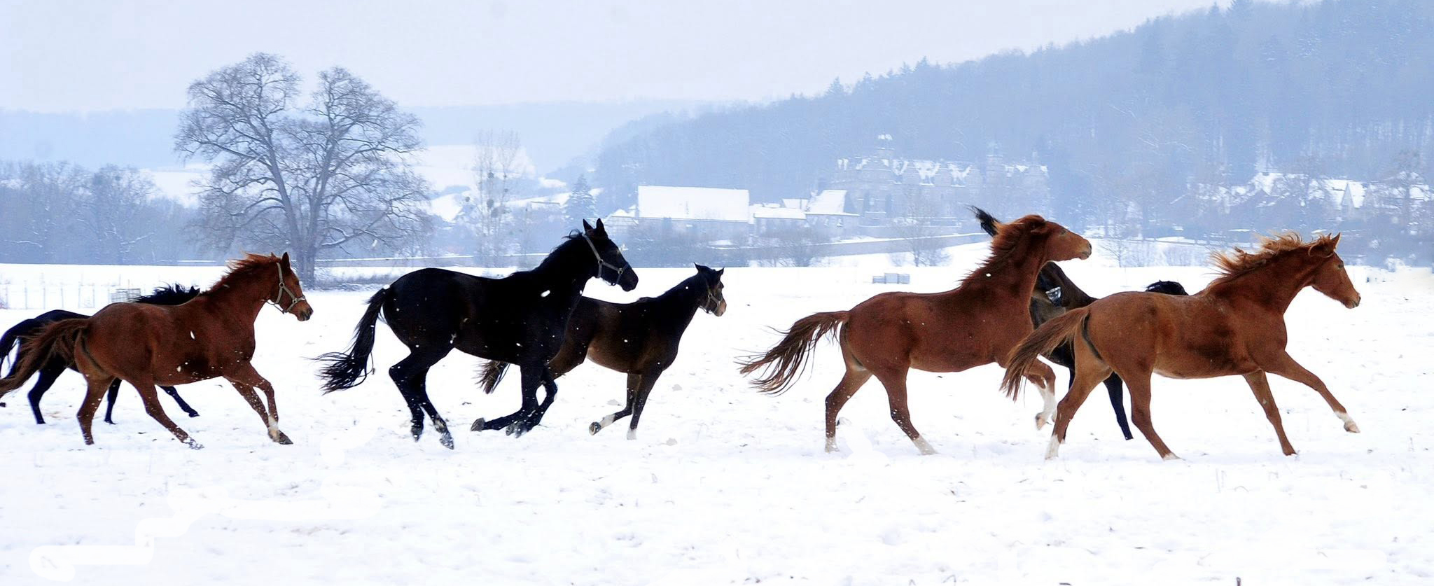 Unsere jungen Stuten auf der Feldweide 31.01.2026 - Foto: Beate Langels