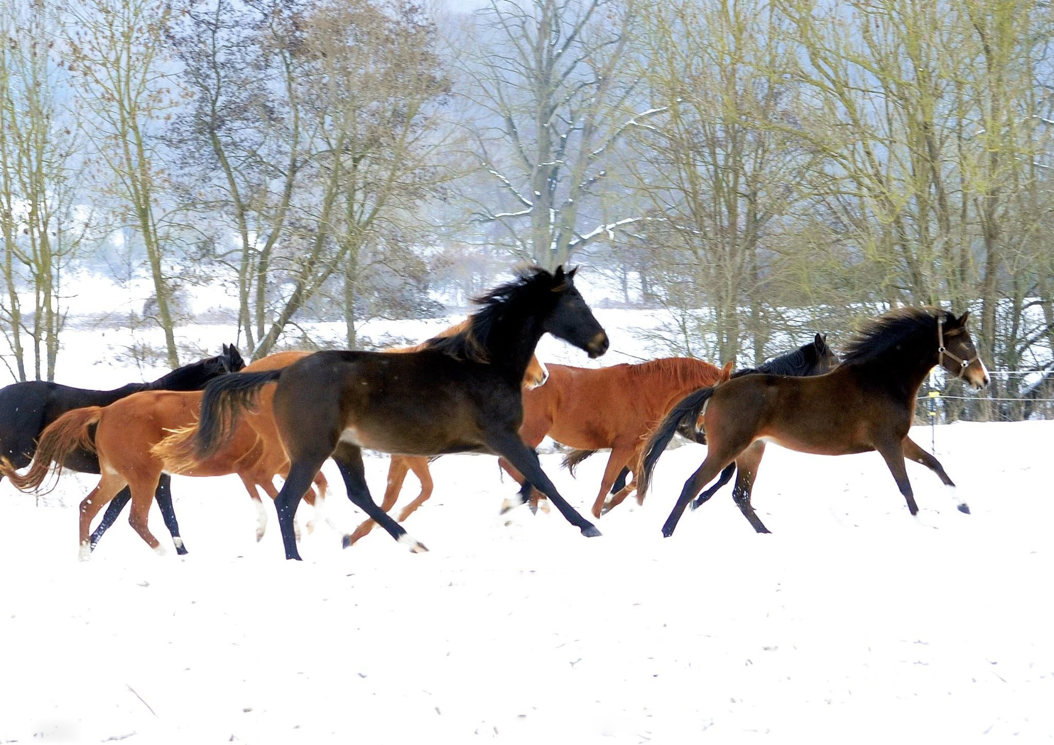 Unsere jungen Stuten auf der Feldweide 31.01.2026 - Foto: Beate Langels