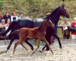 Schwalbenspiel by Exclusiv with her filly by Summertime