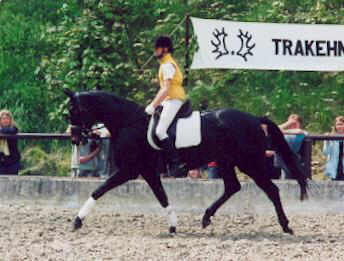 Vicenza by Showmaster (3-years old) - ridden by the 14 years old girl Larissa Stupperich
