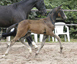 Colt by Summertime out of Greta Garbo by Alter Fritz