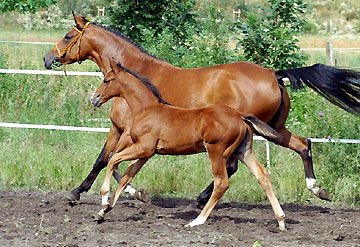 Kalidah Jamal by Manhattan - Alter Fritz - with her colt by Exclusis