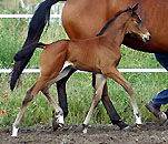 Filly by Showmaster x Summertime