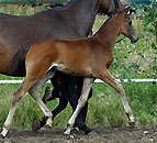 Colt by Summertime x Kostolany