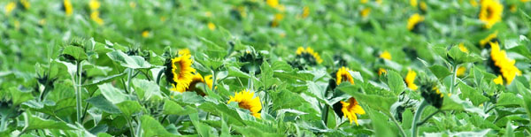 Sonnenblumenanbau in Schplitz - Foto: Beate Langels Gestt Hmelschenburg