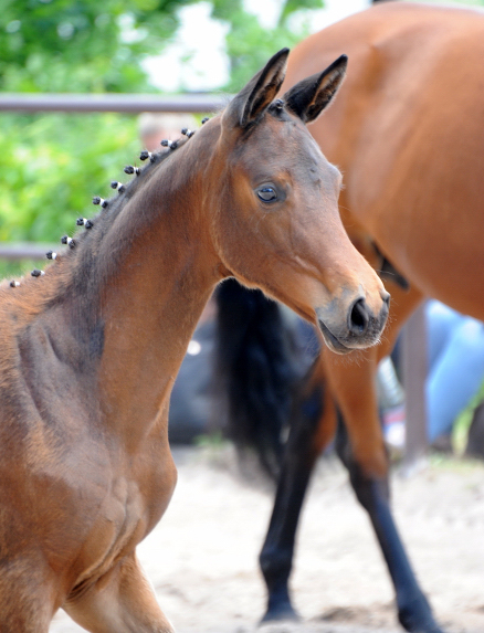 Schwalbe's Pimavera - Trakehner Filly by Schäplitzer out of Pr.A. Schwalbe's Beauty by High Motion - Foto Langels